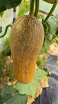 주말농장 1일차.. | 보배드림 베스트글