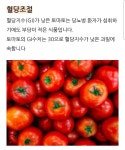 토마토에 숨은 라이코펜의 건강비밀 | 보배드림 신유머/이슈/움짤