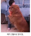 엄마한테 혼나는 막내 막아주는 멍뭉이 | 보배드림 신유머/이슈/움짤