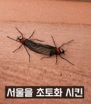 러브버그 무한리필 오픈 소식들은... | 보배드림 신유머/이슈/움짤