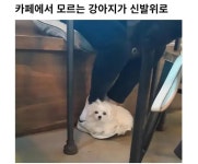 강아지신발 | 보배드림 신유머/이슈/움짤