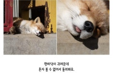 아가 여우 자는게 너무 귀여워요 | 보배드림 신유머/이슈/움짤