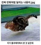 만화 처럼 달리는 야옹이 | 보배드림 신유머/이슈/움짤
