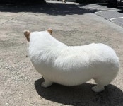 미용 다녀온 멍뭉이보고 사람들이 놀람 | 보배드림 신유머/이슈/움짤