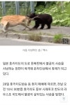 민가 옆 도로서 사슴 사냥... 곰 습격 공포에 시달리는 일본 | 보배드림 신유머/이슈/움짤