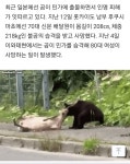 민가 옆 도로서 사슴 사냥... 곰 습격 공포에 시달리는 일본 | 보배드림 신유머/이슈/움짤