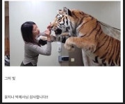 국내에서 사라져간다는 박제 기술 | 보배드림 신유머/이슈/움짤