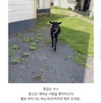 제주도의 한 동물 숙소 후기 | 보배드림 신유머/이슈/움짤