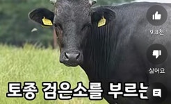 흑우의 전설 | 보배드림 신유머/이슈/움짤