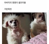 말티즈 헤어컷 종류 | 보배드림 신유머/이슈/움짤