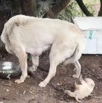 어미에게 물려서 머리 찢어진 시골똥강쥐 | 보배드림 신유머/이슈/움짤