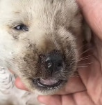 어미에게 물려서 머리 찢어진 시골똥강쥐 | 보배드림 신유머/이슈/움짤