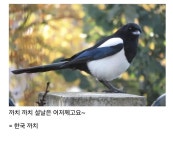 한국 까치 vs 호주 까치 | 보배드림 신유머/이슈/움짤