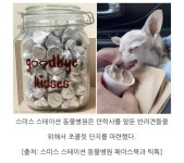 강아지에게 초콜릿을 주는 동물병원 | 보배드림 신유머/이슈/움짤