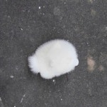 어느 일본인이 올린 털뭉치 사진 | 보배드림 신유머/이슈/움짤