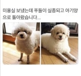 미용 다녀온 강쥐들 . unknown | 보배드림 신유머/이슈/움짤