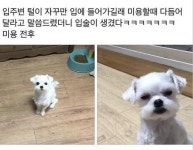 미용 다녀온 강쥐들 . unknown | 보배드림 신유머/이슈/움짤