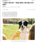 서당개’ 진짜 있네”…똑똑한 댕댕이, 대화 엿듣고 단어 배운다 | 보배드림 신유머/이슈/움짤