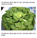 지금 유행인 봄동 이름 논란이 생긴 아주 간단한 이유 | 보배드림 베스트글