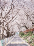 하동 10리 벚꽃길 | 보배드림 신유머/이슈/움짤