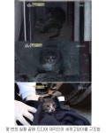 많은 시청자를 울렸던 동물농장, 돌아간 어미를 지키는 아기 고양이 | 보배드림 신유머/이슈/움짤