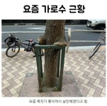 요즘 가로수 근황 | 보배드림 신유머/이슈/움짤