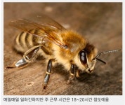 꿀벌과 개미의 노동시간 | 보배드림 신유머/이슈/움짤
