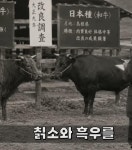 돌아온 칡소 | 보배드림 신유머/이슈/움짤