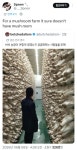 버섯농장 | 보배드림 신유머/이슈/움짤