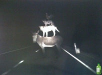 [수정] 수원 효성사거리 사고 | 보배드림 교통사고/블박