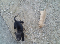 똥개 | 보배드림 시승기/배틀/목격담