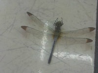 숯불닭강정... | 보배드림 시승기/배틀/목격담