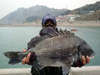 바다낚시 꾼들의 로망 6짜 감성돔...... | 보배드림 시승기/배틀/목격담