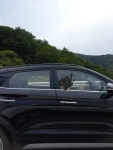 이거 하루만에 다 봄 [최신 스파이샷] | 보배드림 베스트글