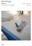 뻘)동물병원 후기 | 보배드림 국산차게시판