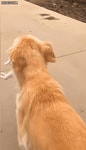 어미한테 버림받은 새끼냥이 키우는 멍뭉이.. | 보배드림 베스트글