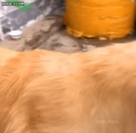 어미한테 버림받은 새끼냥이 키우는 멍뭉이.. | 보배드림 베스트글