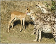 방금 동물농장 보니까.....ㅇㅇ! | 보배드림 국산차게시판