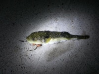 역시 밤낚시는 | 보배드림 국산차게시판