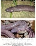 자지뱀...이란 뱀도 있네요 ㄷㄷㄷ | 보배드림 국산차게시판