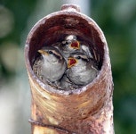 참새 | 보배드림 국산차게시판