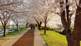 금일 부산 맥도생태공원 벚꽃길 | 보배드림 국산차게시판