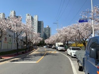 저희 아파트 진출입로 벚꽃나무들 | 보배드림 국산차게시판