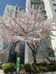 저희 아파트 진출입로 벚꽃나무들 | 보배드림 국산차게시판