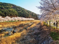 창녕군 화왕산군립공원초입 달촌마을 | 보배드림 국산차게시판