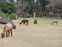 알파카 목장 ㅠㅠ | 보배드림 국산차게시판