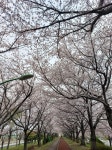 낙동제방십리벚꽃길 | 보배드림 국산차게시판