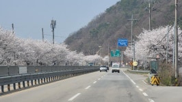 벚꽃도 벌써 끝나부렀네요 | 보배드림 국산차게시판