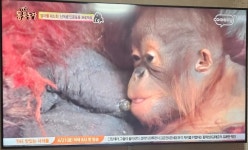 잼나는 동물 농장 | 보배드림 국산차게시판