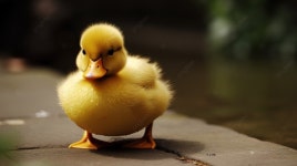 오리 빠시지예 | 보배드림 국산차게시판